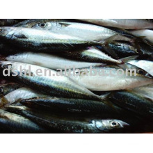 Frozen Pacific Mackerel,